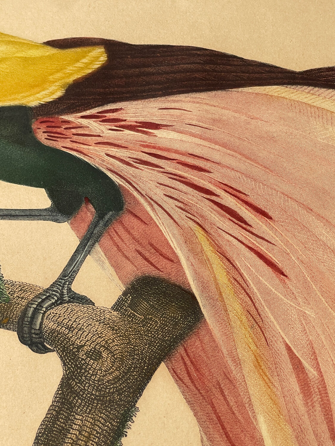 Large antique ornithological print after Barraband