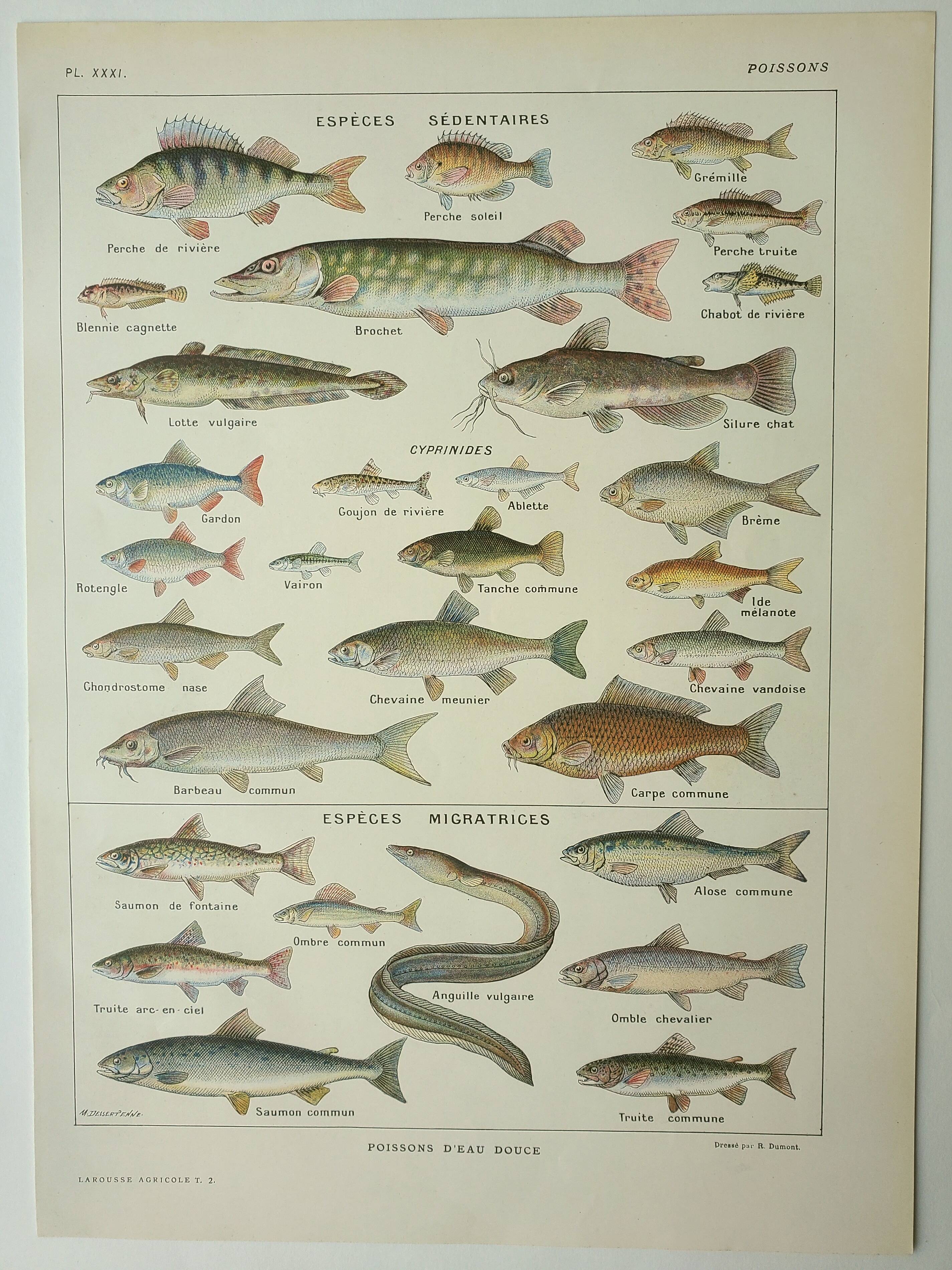 Antique engraving 1922, Freshwater fish, fishing, species • Lithograph, original illustration