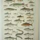 Antique engraving 1922, Freshwater fish, fishing, species • Lithograph, original illustration