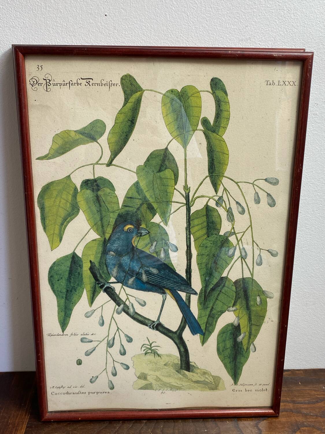 Ornithological posters
