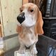 Vintage ceramic dog