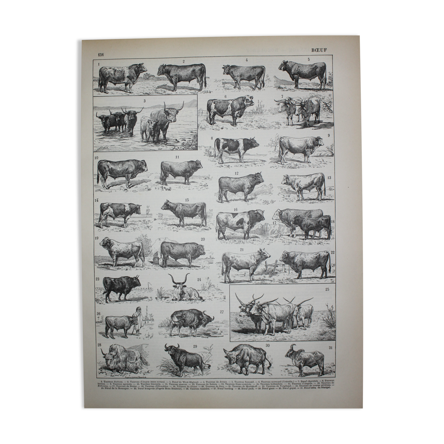 Engraving • Beef, cow, bull, calf • Original lithograph from 1898