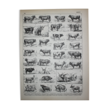 Engraving • Beef, cow, bull, calf • Original lithograph from 1898