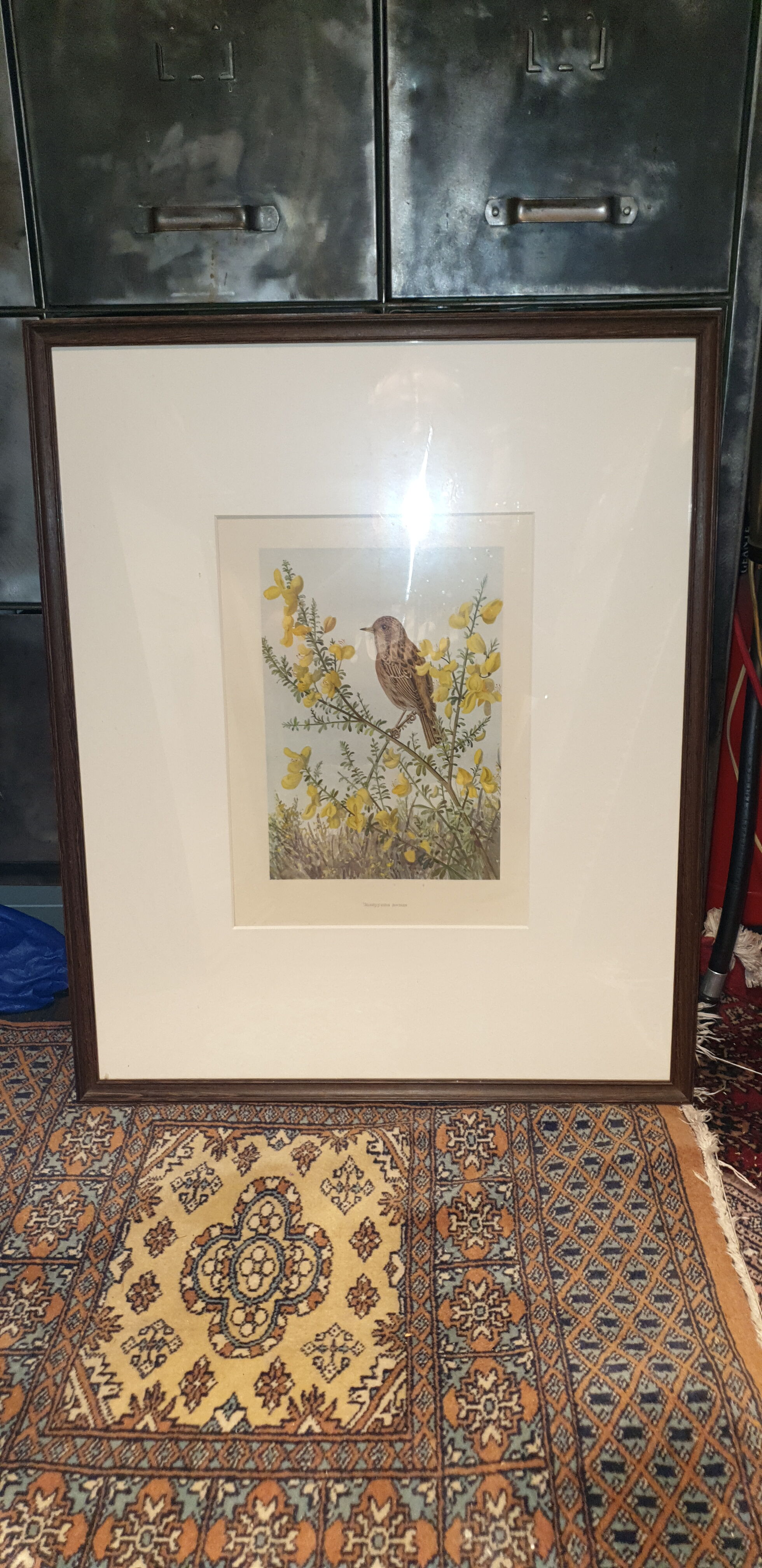 Ornithological engraving