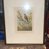 Ornithological engraving