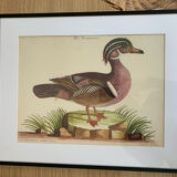 4 original ornithological frames