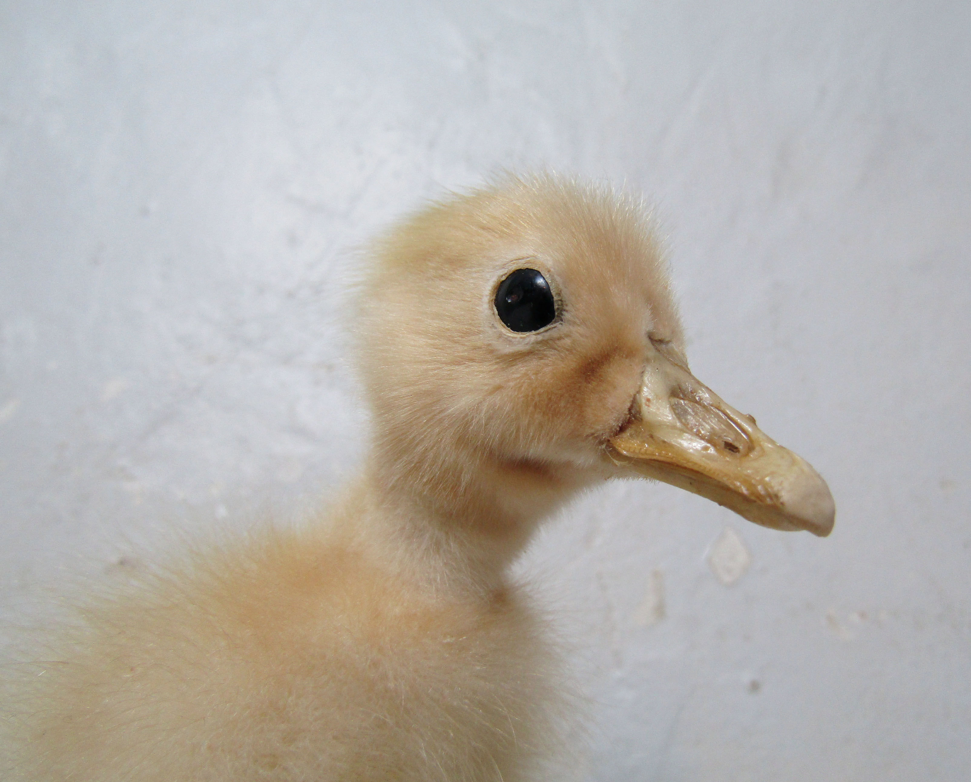 Taxidermy duckling