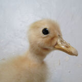 Taxidermy duckling
