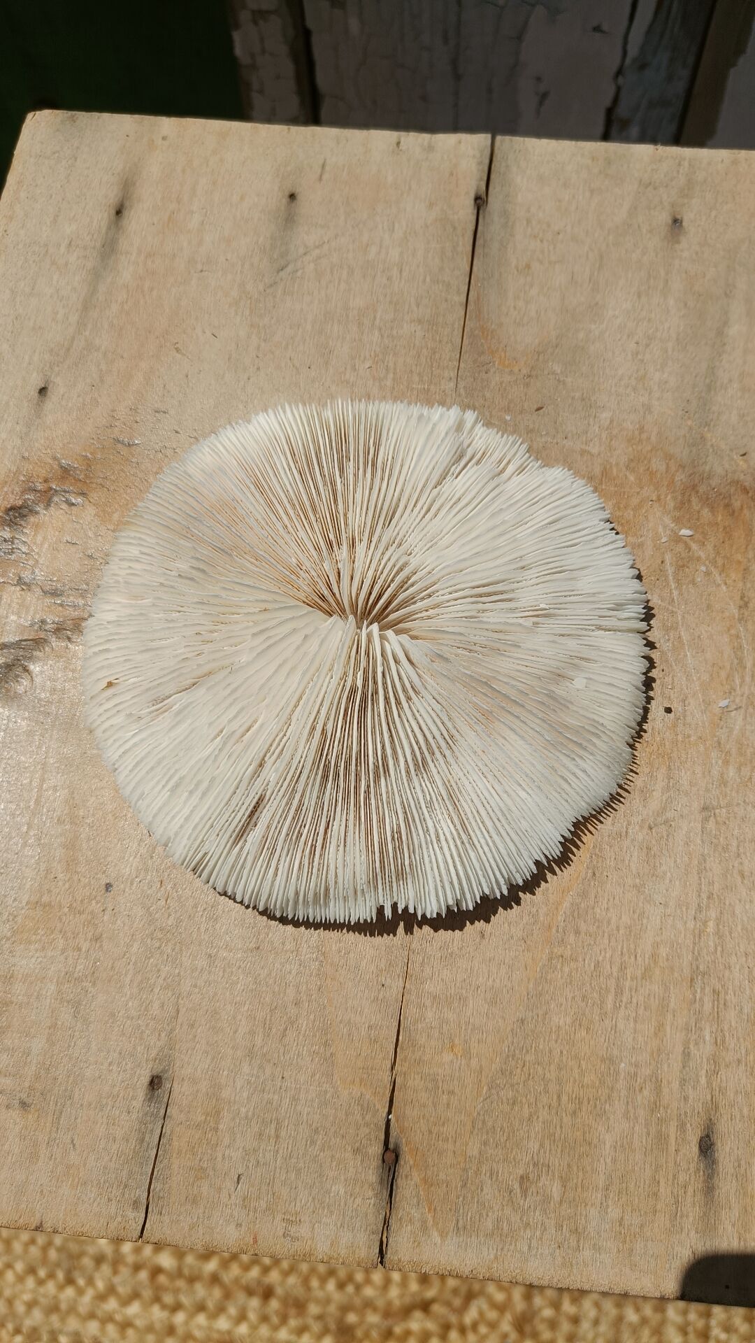 Natural white coral