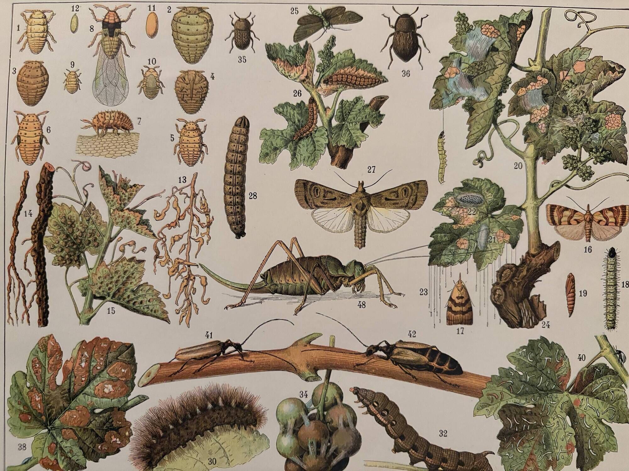 Vintage illustrated plate on insects that are enemies of the vine – 1910
