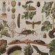 Vintage illustrated plate on insects that are enemies of the vine – 1910