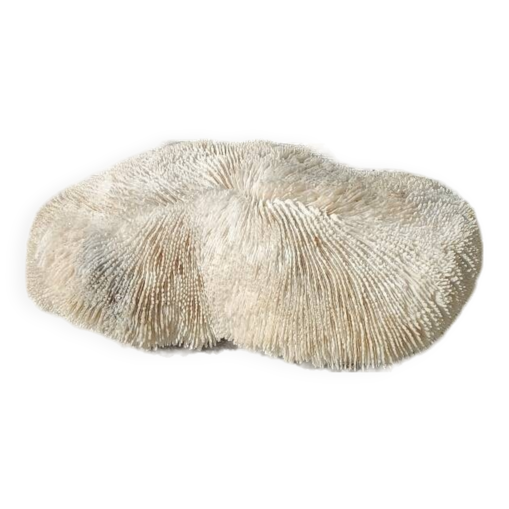 Vintage coral fungia large model