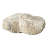 Vintage coral fungia large model