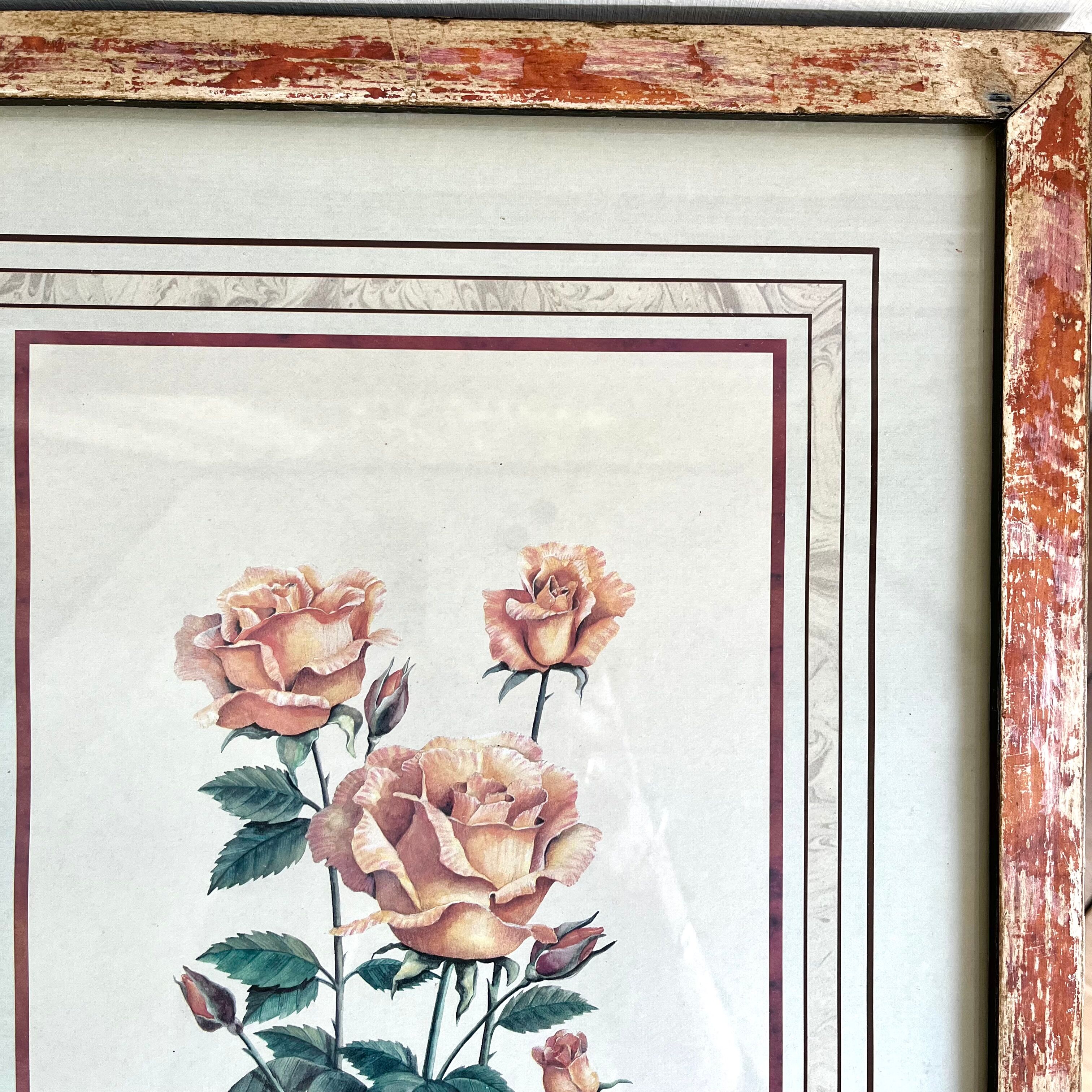 Botanical plate of roses under frame