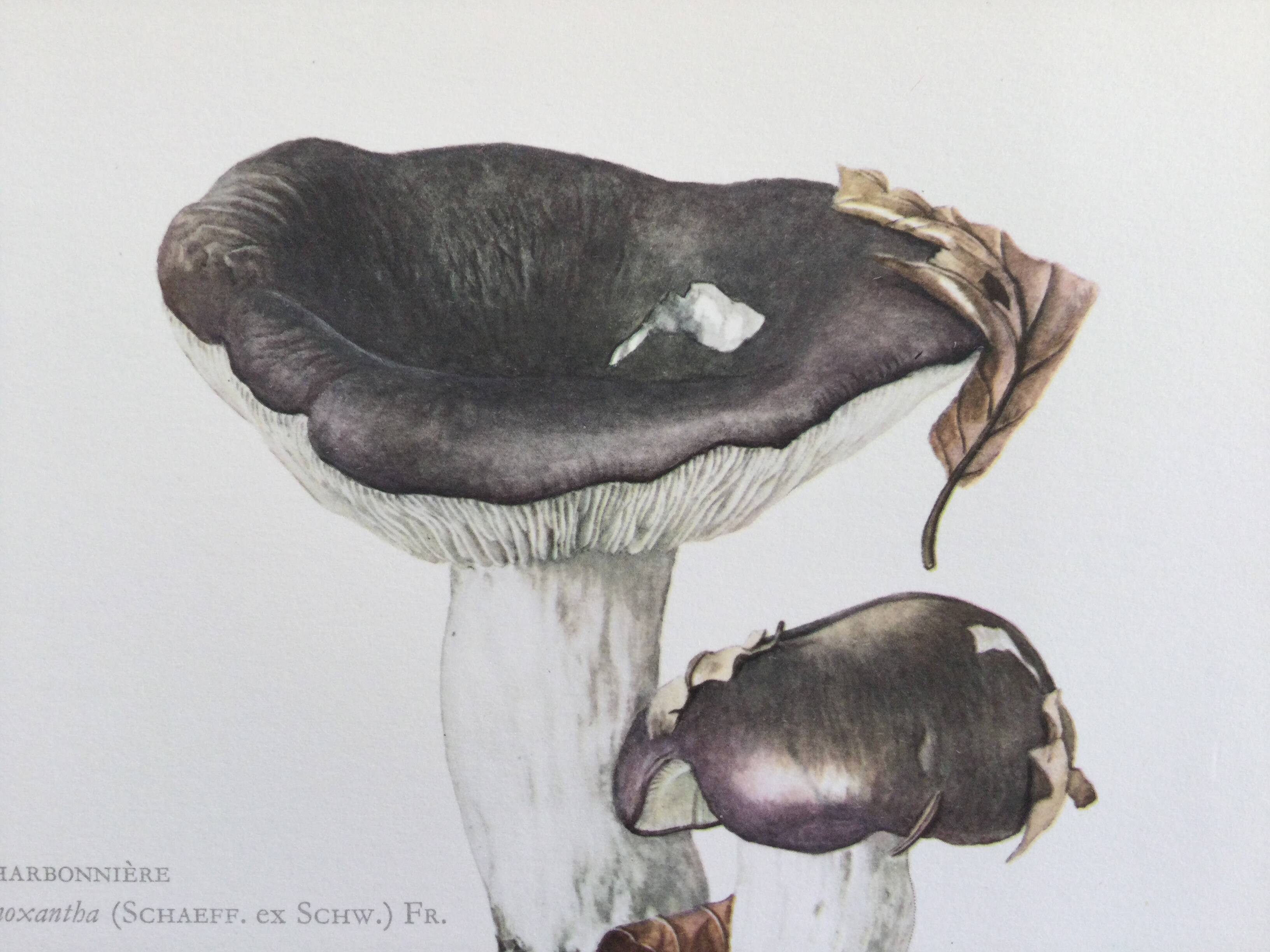 Botanical Illustration Mushrooms Russula Vintage Print 60s