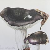 Botanical Illustration Mushrooms Russula Vintage Print 60s