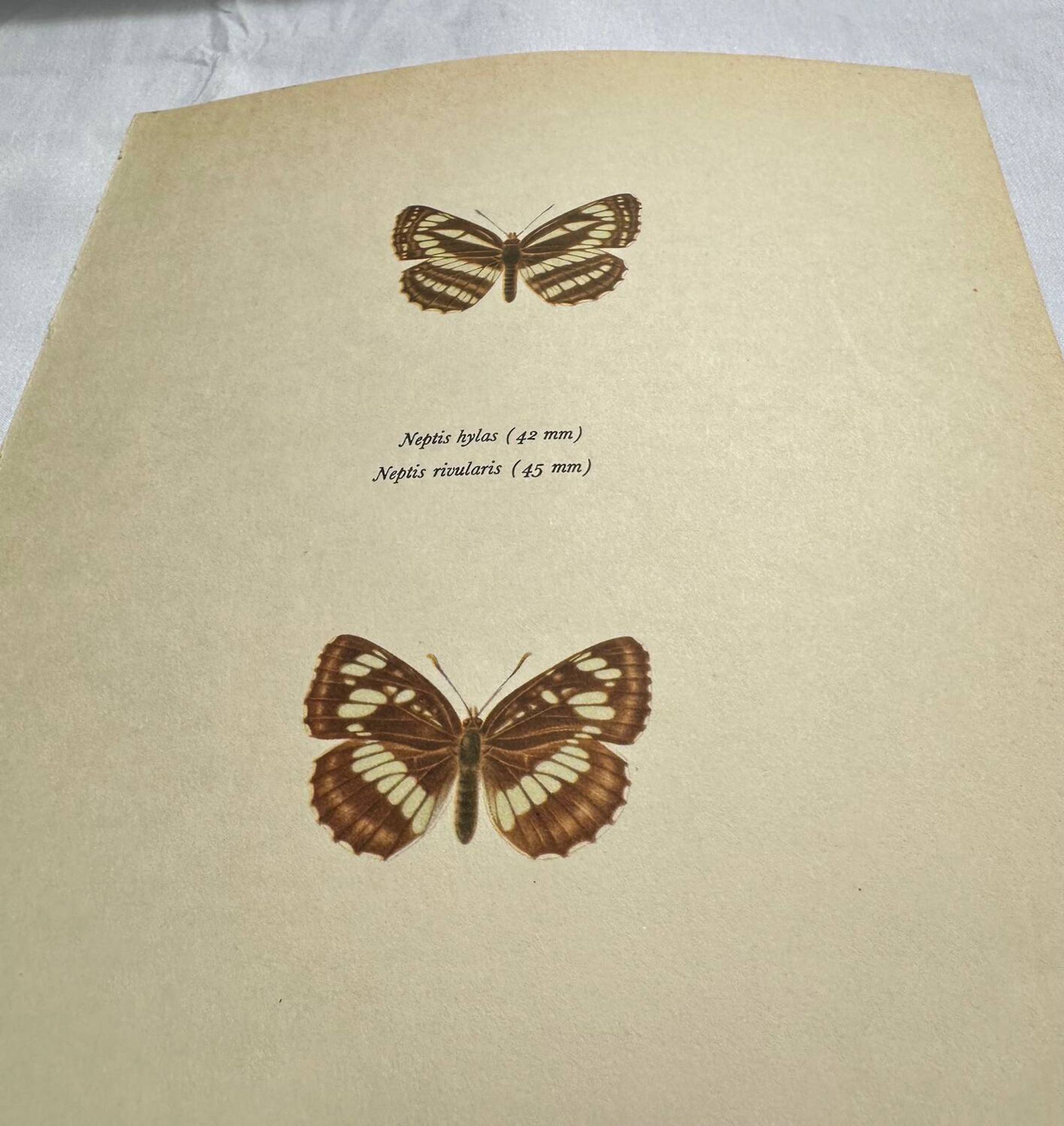 Old Engraving Butterfly Lithograph Naturalist Vintage Plate