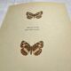 Old Engraving Butterfly Lithograph Naturalist Vintage Plate