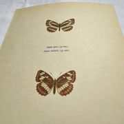 Old Engraving Butterfly Lithograph Naturalist Vintage Plate