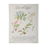 Affiche botanique tisane