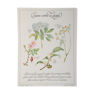 Affiche botanique tisane