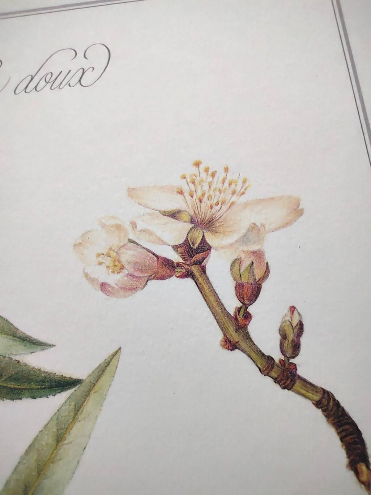 Botanical board -Sweet Almond- Illustration of medicinal plants and herbs