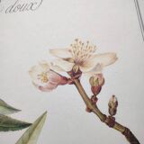 Botanical board -Sweet Almond- Illustration of medicinal plants and herbs