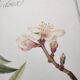 Botanical board -Sweet Almond- Illustration of medicinal plants and herbs