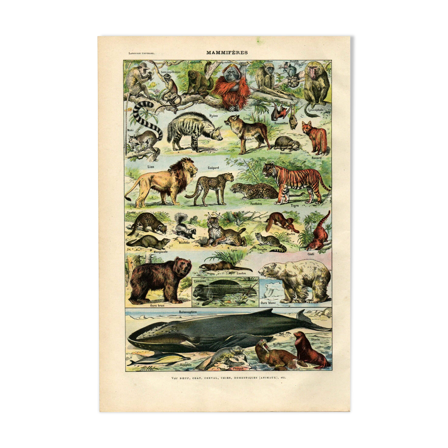Old engraving from 1923 - Mammals by A. Millot - Illustration, plate