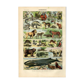 Gravure ancienne de 1923 - Mammifères par A. Millot - Illustration, planche