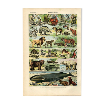 Old engraving from 1923 - Mammals by A. Millot - Illustration, plate