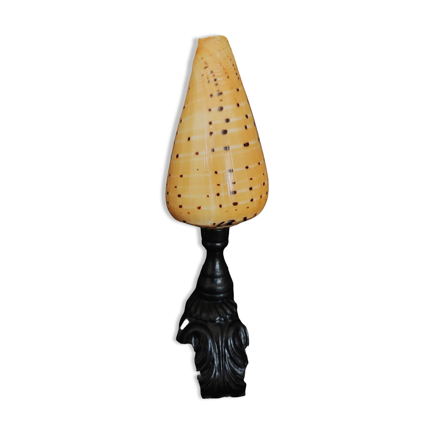 Cabinet of Curiosities conus betulinus shell on base