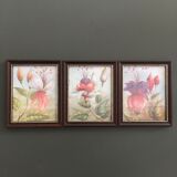 Suite of 3 floral illustrations
