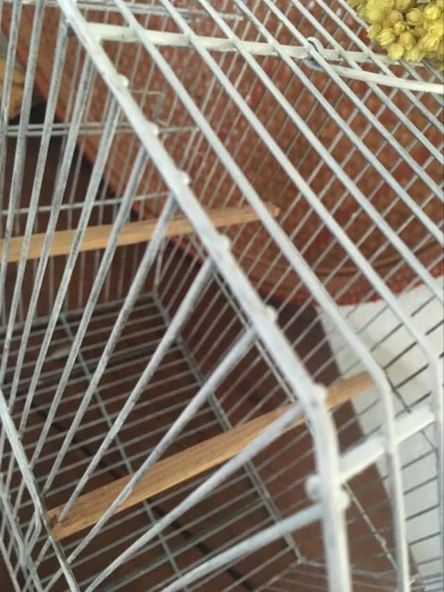 Old bird cage decoration
