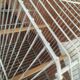 Old bird cage decoration