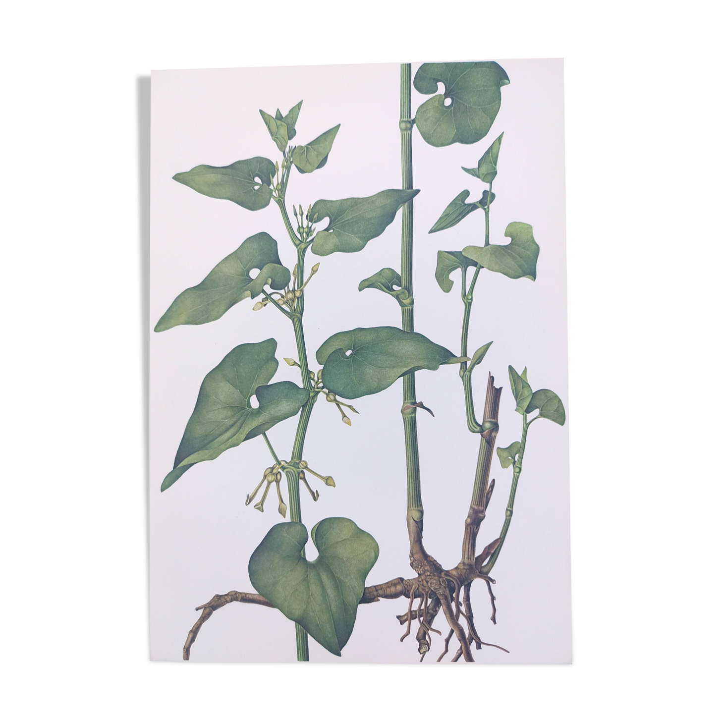 Vintage botanical print from 1978 - Birthwort - wild plant