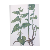 Vintage botanical print from 1978 - Birthwort - wild plant