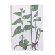 Planche botanique vintage de 1978 - Aristoloche clématite - plante wild