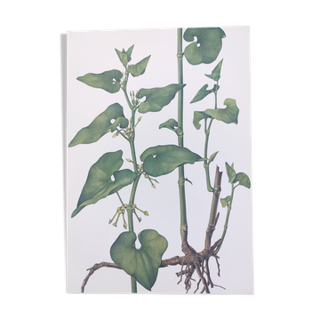 Planche botanique vintage de 1978 - Aristoloche clématite - plante wild