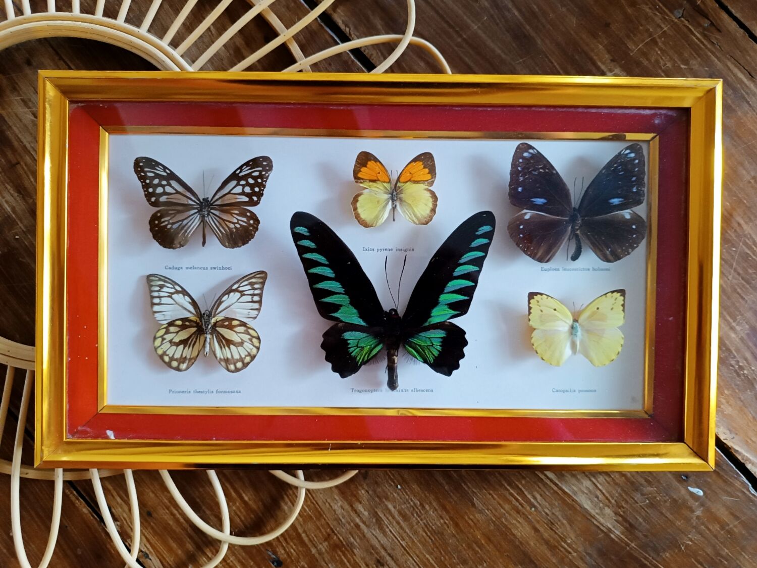 Three vintage butterfly frames