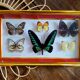 Three vintage butterfly frames