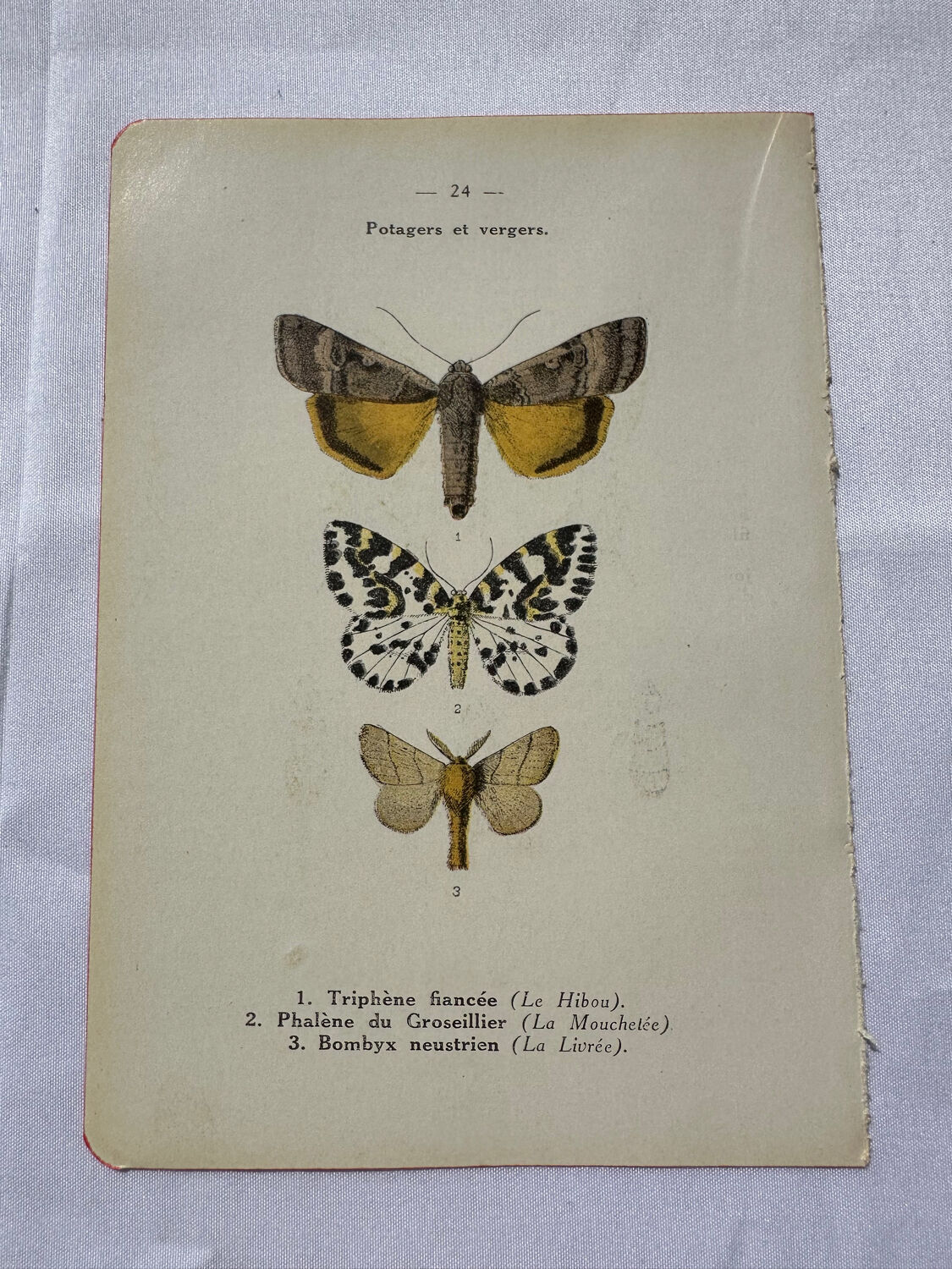 Botanical engraving butterfly double-sided naturalist plate