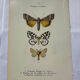Botanical engraving butterfly double-sided naturalist plate