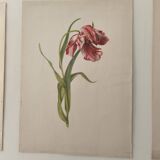Old botanical illustration