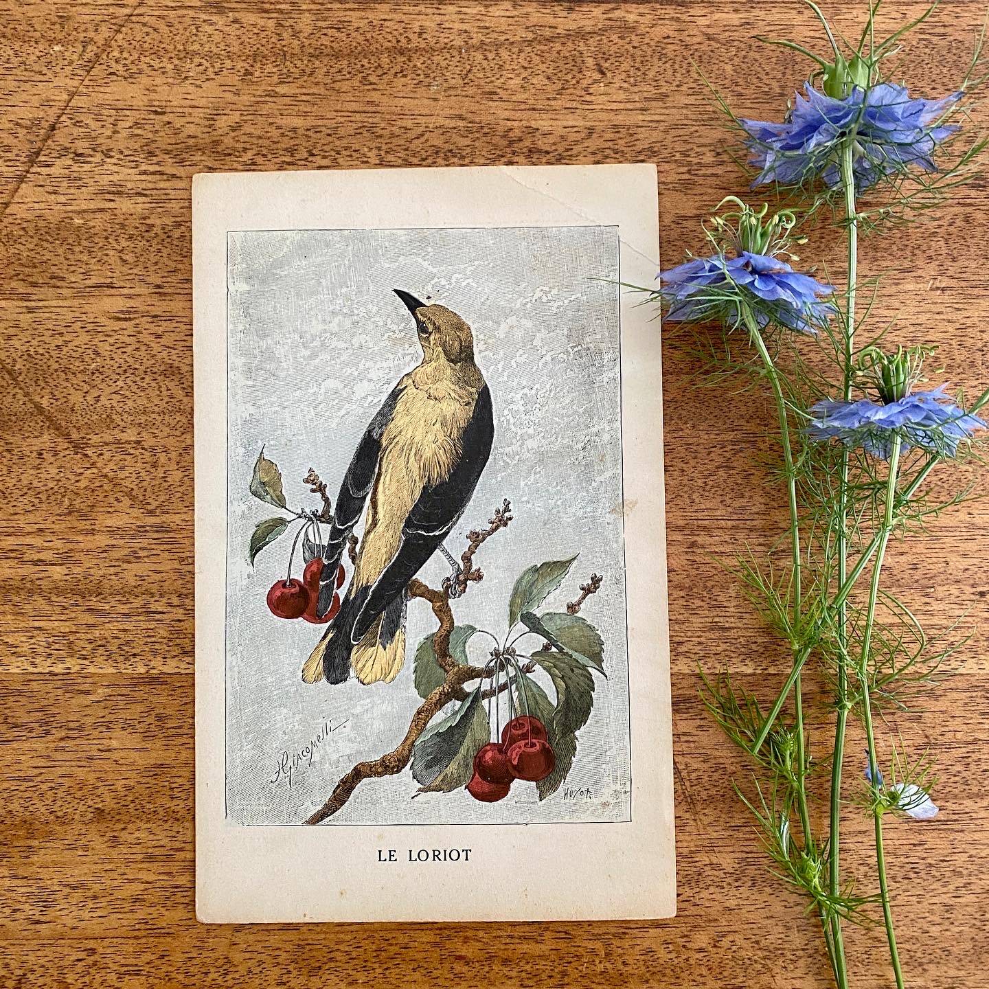 ancienne gravure d'oiseau - giacomelli et huyot - le loriot -