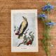 ancienne gravure d'oiseau - giacomelli et huyot - le loriot -