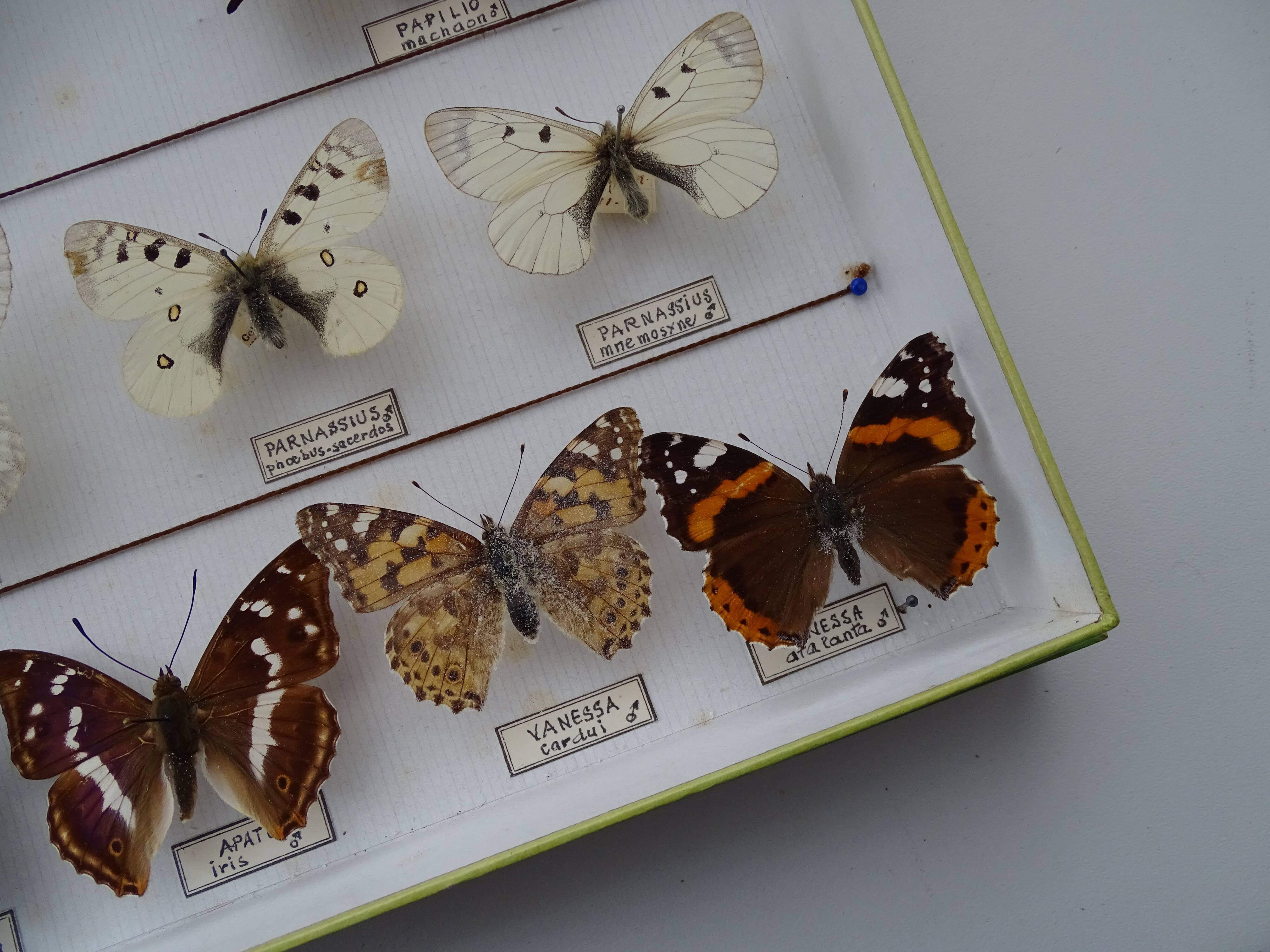 14 ancient stuffed butterflies under frame era 1930