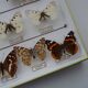 14 ancient stuffed butterflies under frame era 1930