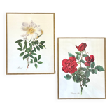 Pair of vintage botanical plates