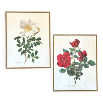 Pair of botanical boards vintage